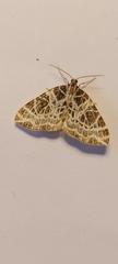 Eustroma reticulata