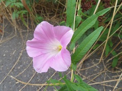 Calystegia pubescens