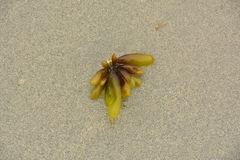 Halosaccion glandiforme