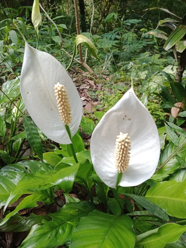 Spathiphyllum wallisii