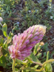 Ptilotus helipteroides