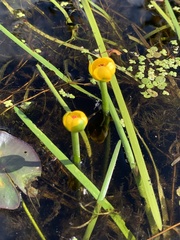 Nuphar microphylla