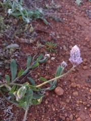 Ptilotus helipteroides