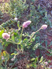 Ptilotus helipteroides