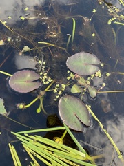 Nuphar microphylla