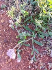 Ptilotus helipteroides