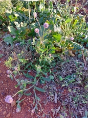 Ptilotus helipteroides