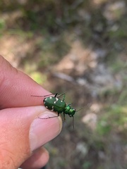 Cicindela patruela