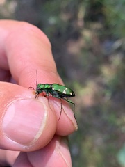 Cicindela patruela