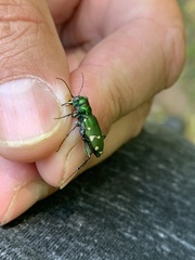 Cicindela patruela