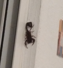 Centruroides gracilis