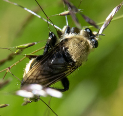 Laphria astur