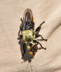 Laphria astur