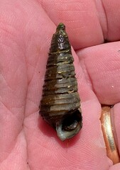 Pleurocera annulifera