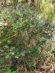 Acrotriche aggregata