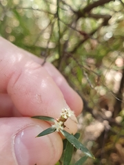 Acrotriche aggregata