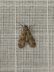 Hygraula nitens