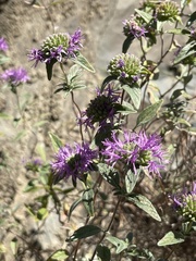 Monardella odoratissima glauca