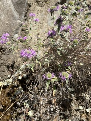 Monardella odoratissima glauca