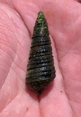 Pleurocera annulifera