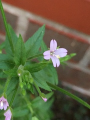 Epilobium