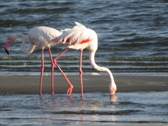 Phoenicopterus roseus