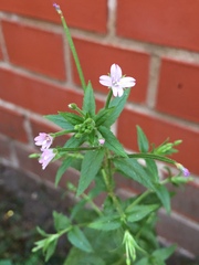 Epilobium