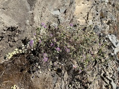 Monardella odoratissima glauca