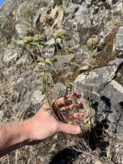 Monardella odoratissima glauca