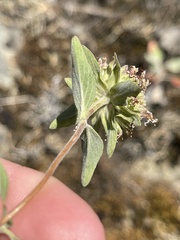 Monardella odoratissima glauca
