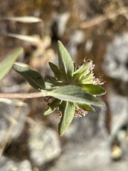 Monardella odoratissima glauca