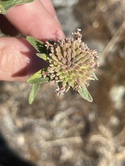 Monardella odoratissima glauca