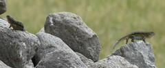 Sceloporus grammicus