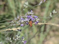 Zygaena hilaris