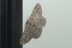 Hypomecis transcissa