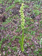 Platanthera stricta