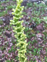 Platanthera stricta