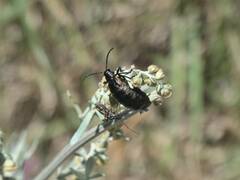 Arima marginata