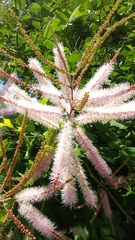 Mimosa spirocarpa