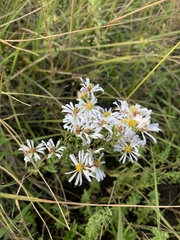Symphyotrichum hallii