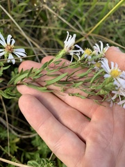 Symphyotrichum hallii