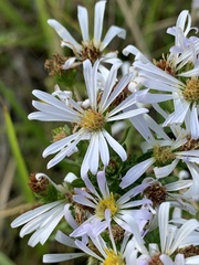 Symphyotrichum hallii