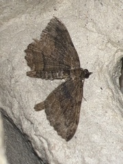 Philereme transversata