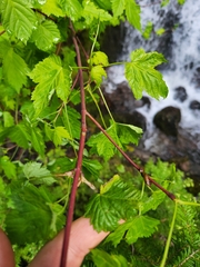 Acer glabrum douglasii