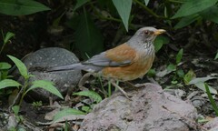 Turdus rufopalliatus