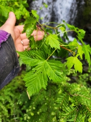 Acer glabrum douglasii