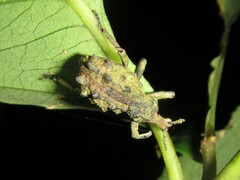 Leptopius brachystylus