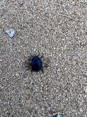 Erodius siculus siculus