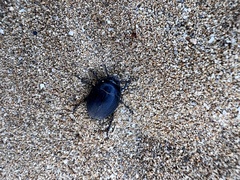 Erodius siculus siculus