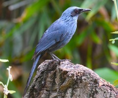 Melanotis caerulescens